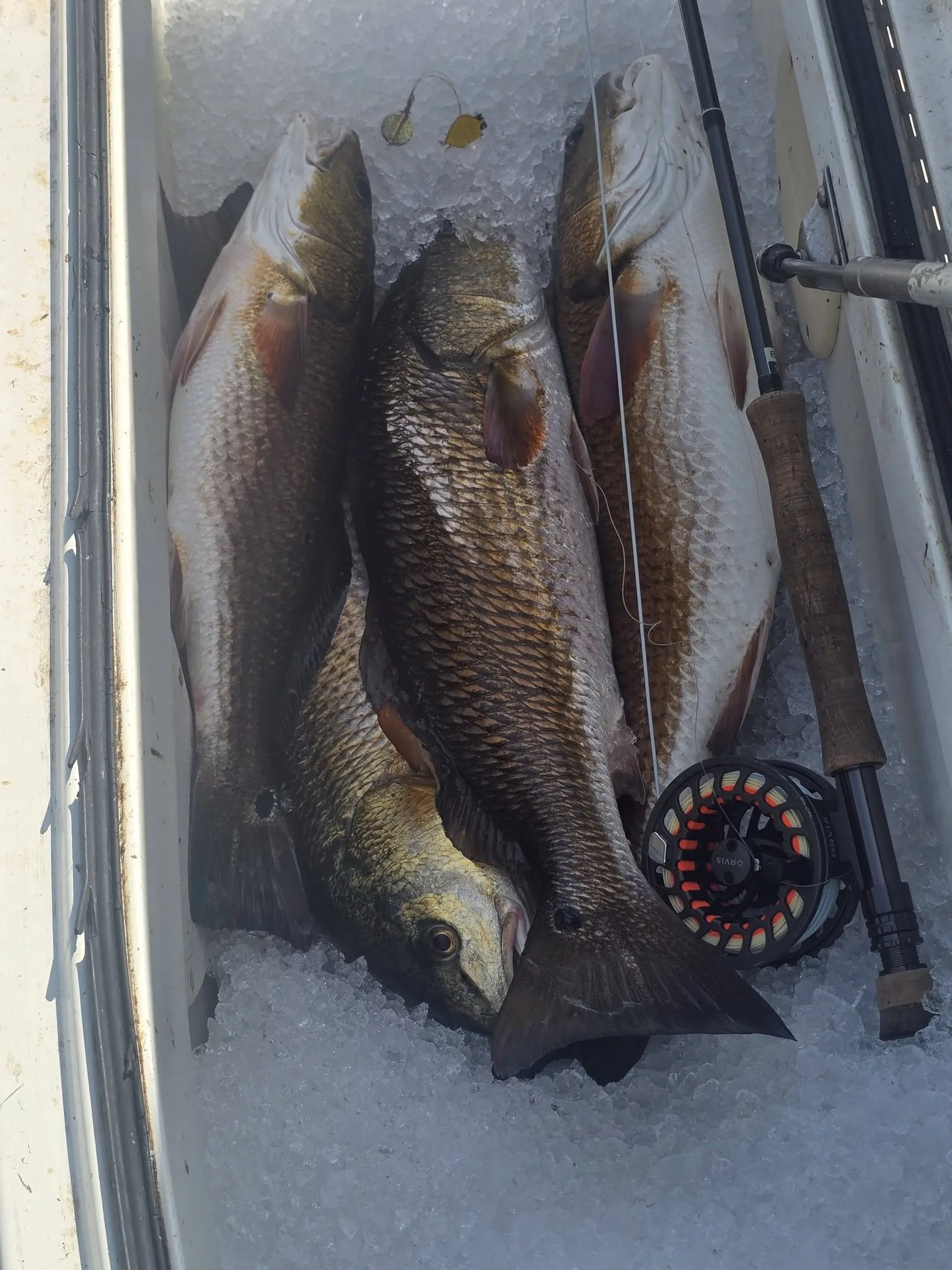 Redfish and fly fishing gear on ice