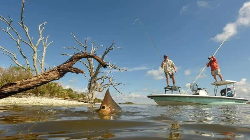 Tailing redfish beside a shallow-water poling skiff in Barataria Bay near Lafitte, Louisiana